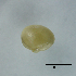  ( - BFMN_NK284_sjap5)  @11 [ ] Copyright (2017) Unspecified Specimen depository of the Graduate School of Natural Sciences, Nagoya City University