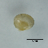  ( - BFMN_NK285_sjap6)  @11 [ ] Copyright (2017) Unspecified Specimen depository of the Graduate School of Natural Sciences, Nagoya City University