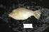  ( - DHS0324)  @11 [ ] Copyright (2006) D. Hinsinger/Santo2006/MNHN MNHN