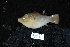  ( - DHS0325)  @11 [ ] Copyright (2006) D. Hinsinger/Santo2006/MNHN MNHN
