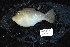  ( - DHS0326)  @11 [ ] Copyright (2006) D. Hinsinger/Santo2006/MNHN MNHN