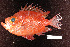  ( - DHS0527)  @11 [ ] Copyright (2006) D. Hinsinger/Santo2006/MNHN MNHN