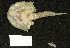  (Ogcocephalidae - DHS0280)  @14 [ ] Copyright (2006) D. Hinsinger/Santo2006/MNHN MNHN