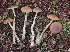  ( - YSU-F-04092)  @11 [ ] CreativeCommons  Attribution (by) (2023) Unspecified Yugra State University