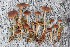  (Cortinarius tenuifulvescens - YSU-F-06281)  @11 [ ] CreativeCommons  Attribution (by) (2023) Unspecified Yugra State University