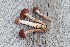  (Cortinarius coleoptera - YSU-F-12168)  @11 [ ] CreativeCommons  Attribution (by) (2023) Unspecified Yugra State University