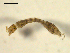  ( - BIOUG01782-F01)  @11 [ ] CreativeCommons - Attribution (2012) CBG Photography Group Centre for Biodiversity Genomics