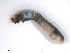  ( - BIOUG01780-G06)  @12 [ ] CreativeCommons - Attribution (2012) CBG Photography Group Centre for Biodiversity Genomics