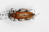  (Leptura rubra - 103-2-A-7)  @11 [ ] by-nc-sa (2024) Bundesforschungs- und Ausbildungszentrum fur Wald Bundesforschungs- und Ausbildungszentrum fur Wald