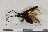  (Neoplocaederus - LOPE13-Coleo0255)  @13 [ ] CreativeCommons - Attribution Non-Commercial Share-Alike (2014) Thibaud Decaens ECODIV
