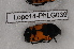  ( - Lope14-PhLG039)  @12 [ ] CreativeCommons - Attribution Non-Commercial Share-Alike (2014) ECODIV Univ Rouen