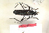  (Synaptola lugens - BC-PJ30)  @11 [ ] CreativeCommons - Attribution Non-Commercial Share-Alike (2014) Pierre Juhel Pierre Juhel