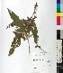  ( - BGE_00077_A08)  @11 [ ] CreativeCommons  Attribution by TAU herbarium (2025) TAU herbarium Aristotle University of Thessaloniki