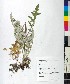  ( - BGE_00077_A09)  @11 [ ] CreativeCommons  Attribution by TAU herbarium (2025) TAU herbarium Aristotle University of Thessaloniki