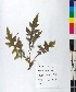  ( - BGE_00077_A10)  @11 [ ] CreativeCommons  Attribution by TAU herbarium (2025) TAU herbarium Aristotle University of Thessaloniki
