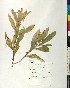  ( - BGE_00077_C01)  @11 [ ] CreativeCommons  Attribution by TAU herbarium (2025) TAU herbarium Aristotle University of Thessaloniki