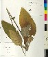  ( - BGE_00077_C04)  @11 [ ] CreativeCommons  Attribution by TAU herbarium (2025) TAU herbarium Aristotle University of Thessaloniki