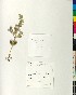  (Sideritis romana - BGE_00077_D11)  @11 [ ] CreativeCommons  Attribution by TAU herbarium (2025) TAU herbarium Aristotle University of Thessaloniki