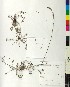  ( - BGE_00077_E03)  @11 [ ] CreativeCommons  Attribution by TAU herbarium (2025) TAU herbarium Aristotle University of Thessaloniki