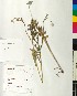  (Knautia - BGE_00077_F02)  @11 [ ] CreativeCommons  Attribution by TAU herbarium (2025) TAU herbarium Aristotle University of Thessaloniki