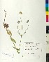  ( - BGE_00077_F03)  @11 [ ] CreativeCommons  Attribution by TAU herbarium (2025) TAU herbarium Aristotle University of Thessaloniki