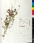  ( - BGE_00077_F04)  @11 [ ] CreativeCommons  Attribution by TAU herbarium (2025) TAU herbarium Aristotle University of Thessaloniki