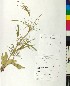  (Dipsacaceae - BGE_00077_F05)  @11 [ ] CreativeCommons  Attribution by TAU herbarium (2025) TAU herbarium Aristotle University of Thessaloniki