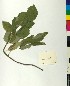  (Staphylea - BGE_00077_G02)  @11 [ ] CreativeCommons  Attribution by TAU herbarium (2025) TAU herbarium Aristotle University of Thessaloniki