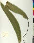  ( - BGE_00077_H01)  @11 [ ] CreativeCommons  Attribution by TAU herbarium (2025) TAU herbarium Aristotle University of Thessaloniki