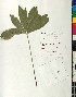  ( - BGE_00077_H04)  @11 [ ] CreativeCommons  Attribution by TAU herbarium (2025) TAU herbarium Aristotle University of Thessaloniki