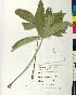  ( - BGE_00077_H06)  @11 [ ] CreativeCommons  Attribution by TAU herbarium (2025) TAU herbarium Aristotle University of Thessaloniki