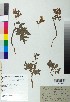  (Corydalis blanda - BGE_00078_A06)  @11 [ ] CreativeCommons  Attribution by TAU herbarium (2025) TAU herbarium Aristotle University of Thessaloniki