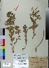  (Euphorbioideae - BGE_00078_A10)  @11 [ ] CreativeCommons  Attribution by TAU herbarium (2025) TAU herbarium Aristotle University of Thessaloniki