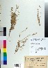  (Minuartia baldaccii - BGE_00078_A12)  @11 [ ] CreativeCommons  Attribution by TAU herbarium (2025) TAU herbarium Aristotle University of Thessaloniki