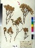  (Cuscuta approximata - BGE_00078_C06)  @11 [ ] CreativeCommons  Attribution by TAU herbarium (2025) TAU herbarium Aristotle University of Thessaloniki