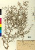  (Alhagi graecorum - BGE_00078_D08)  @11 [ ] CreativeCommons  Attribution by TAU herbarium (2025) TAU herbarium Aristotle University of Thessaloniki