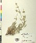  ( - BGE_00078_G12)  @11 [ ] CreativeCommons  Attribution by TAU herbarium (2025) TAU herbarium Aristotle University of Thessaloniki