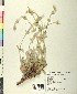  ( - BGE_00078_H01)  @11 [ ] CreativeCommons  Attribution by TAU herbarium (2025) TAU herbarium Aristotle University of Thessaloniki
