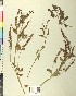  ( - BGE_00078_H03)  @11 [ ] CreativeCommons  Attribution by TAU herbarium (2025) TAU herbarium Aristotle University of Thessaloniki