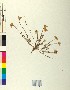  ( - BGE_00079_B03)  @11 [ ] CreativeCommons  Attribution by TAU herbarium (2025) TAU herbarium Aristotle University of Thessaloniki