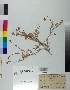  ( - BGE_00079_D01)  @11 [ ] CreativeCommons  Attribution by TAU herbarium (2025) TAU herbarium Aristotle University of Thessaloniki