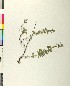  (Clinopodium suaveolens - BGE_00079_E04)  @11 [ ] CreativeCommons  Attribution by TAU herbarium (2025) TAU herbarium Aristotle University of Thessaloniki