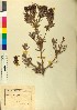  (Abies cephalonica - BGE_00079_F03)  @11 [ ] CreativeCommons  Attribution by TAU herbarium (2025) TAU herbarium Aristotle University of Thessaloniki