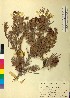  (Abies borisii-regis - BGE_00079_F05)  @11 [ ] CreativeCommons  Attribution by TAU herbarium (2025) TAU herbarium Aristotle University of Thessaloniki