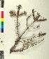  ( - BGE_00079_F08)  @11 [ ] CreativeCommons  Attribution by TAU herbarium (2025) TAU herbarium Aristotle University of Thessaloniki