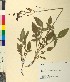  ( - BGE_00079_G10)  @11 [ ] CreativeCommons  Attribution by TAU herbarium (2025) TAU herbarium Aristotle University of Thessaloniki