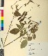  ( - BGE_00079_H03)  @11 [ ] CreativeCommons  Attribution by TAU herbarium (2025) TAU herbarium Aristotle University of Thessaloniki