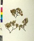 ( - BGE_00079_H04)  @11 [ ] CreativeCommons  Attribution by TAU herbarium (2025) TAU herbarium Aristotle University of Thessaloniki