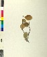  ( - BGE_00079_H05)  @11 [ ] CreativeCommons  Attribution by TAU herbarium (2025) TAU herbarium Aristotle University of Thessaloniki