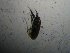  (Synchaeta monopus - BGE_00081_B08)  @11 [ ] CreativeCommons  Attribution by Evangelia Michaloudi (2023) Evangelia Michaloudi Aristotle University of Thessaloniki